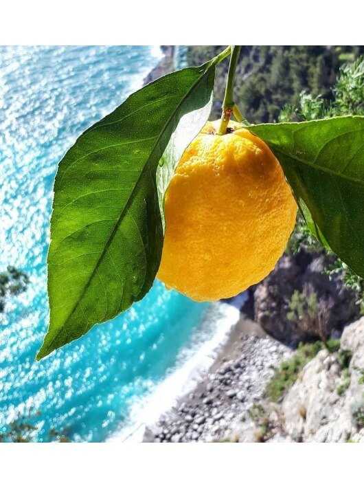 Luxury Spirits Limoncino By Edgard Bovier - 32% - 50 CL