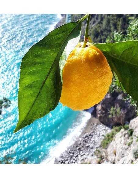 Luxury Spirits Limoncino By Edgard Bovier - 32% - 50 CL